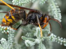 Wijchen heeft de Gelderse primeur: Aziatische hoornaar waargenomen