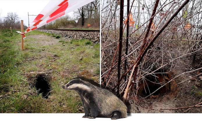 Alternatief verfrommeld vrijdag Op de PvdD stemmen, met de trein reizen en net de dassen dwarsbomen dat |  Opinie | ed.nl