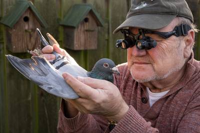 De charme van de duivensport? Bestaat die dan? Nou, vraag het maar eens aan Hans (70)