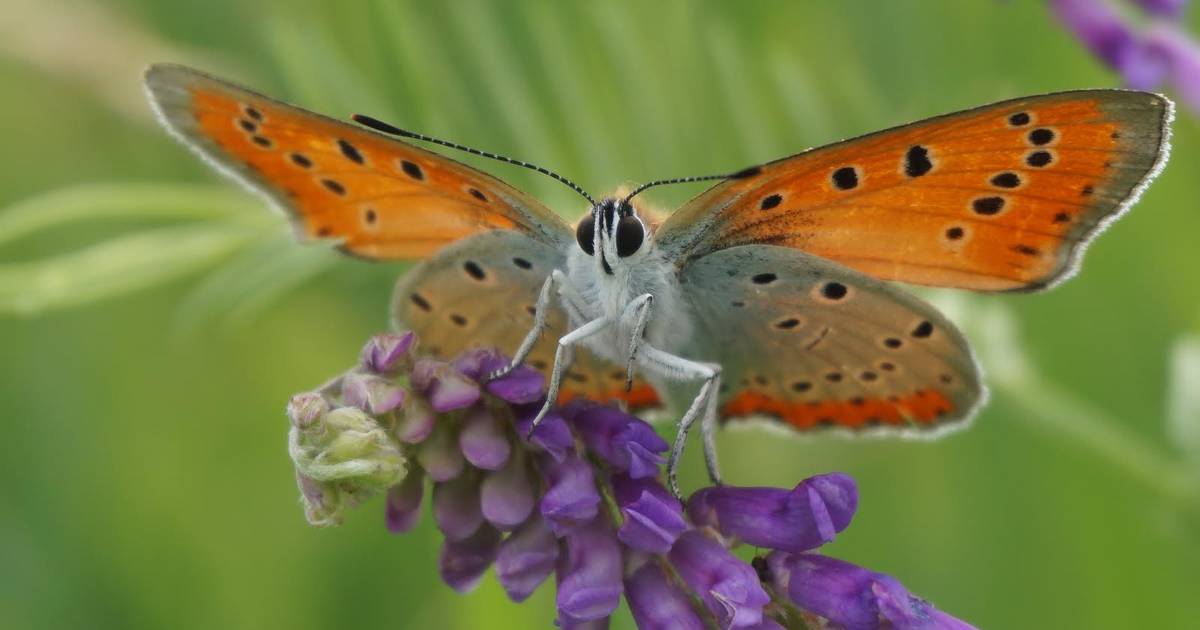 Deze Zeer Zeldzame Vlinder Komt Bijna Alleen In De Kop Van Overijssel Voor Maar Heeft Het Ontzettend Zwaar Het Is Alle Hens Aan Dek Kop Van Overijssel Destentor Nl