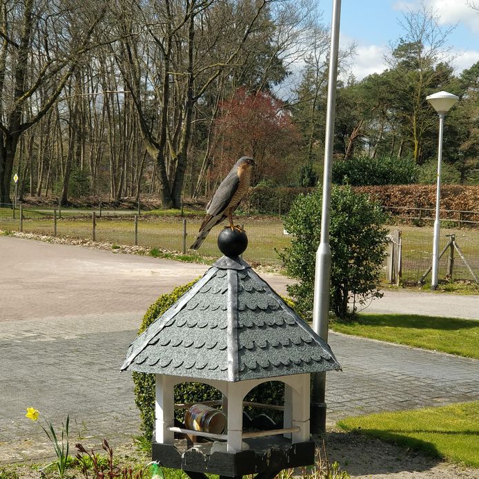 Een valkje op de uitkijk. Gerard Schothuis, Langeveen.