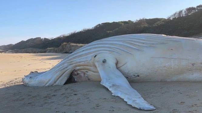 Aangespoelde witte walvis is niet de wereldberoemde bultrug Migaloo