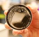 Papierfabrikant uit Gent geeft verantwoordelijkheid voor legionella-uitbraak toe: ‘Een ramp’