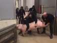 Dierenactivisten kidnappen varken en worden aangeklaagd wegens... dierenmishandeling