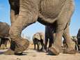 Olifanten vertrappelen twee mensen in Botswana
