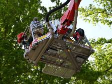 Brandweer redt kat uit de boom die er al twee nachten zat
