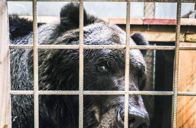 De Zonnegloed redt beren Thishka en Sandra van Oekraïens oorlogsgeweld: “Hier komen broer en zus eindelijk tot rust”