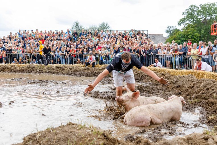 Opnieuw protest van dierenclubs tegen zwientie tikken - Trouw