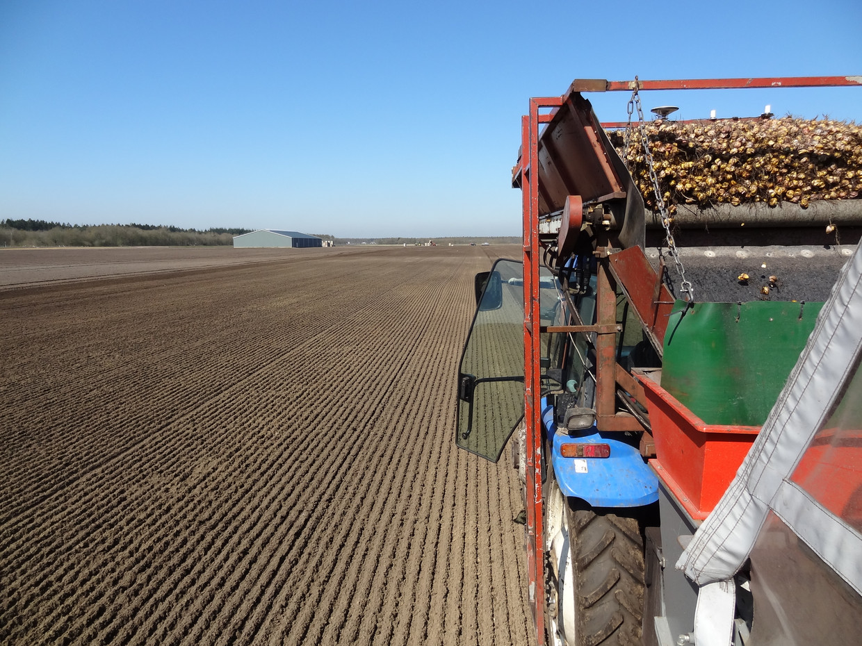 Lelieteelt. Beeld 