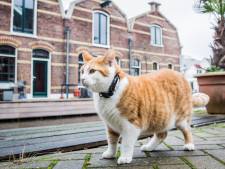 Met een gps-tracker weet je altijd wat je kat of hond uitspookt