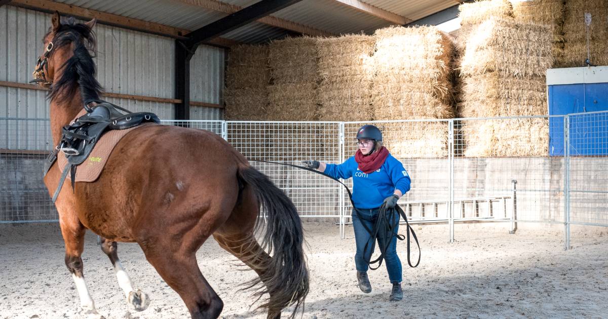 Examens voor paardentrainers in Kerkwerve: wie trekt het lootje voor het wildste paard?