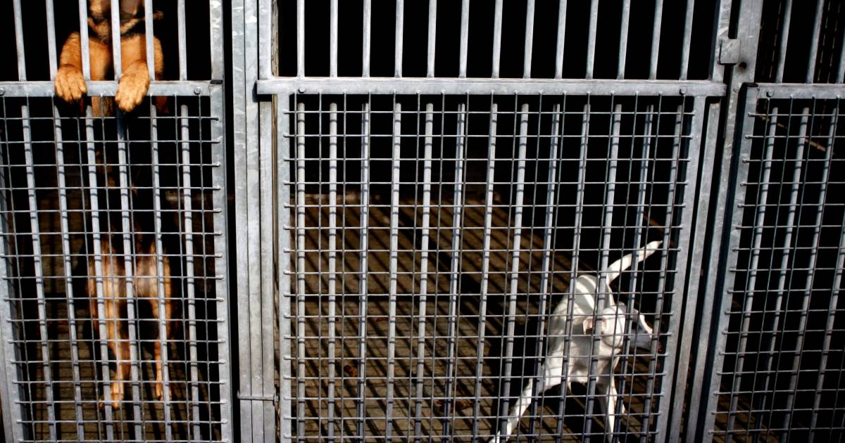Amsterdams asiel krijgt dagelijks ‘coronahuisdieren’ terug