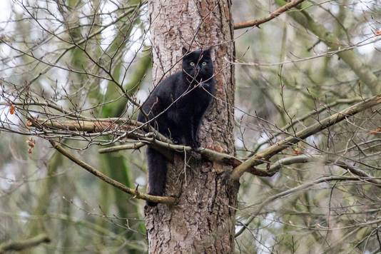 Kat in de boom in Rucphen