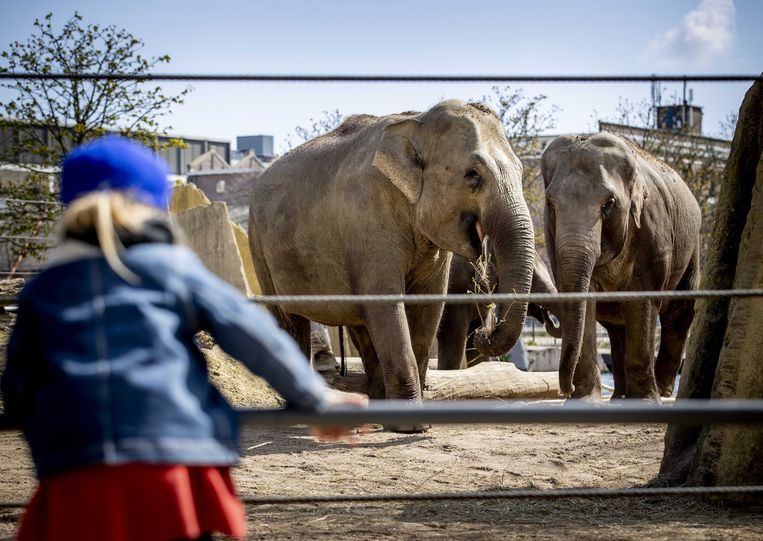 Dierentuinen weer open ook dieren kijken graag aapjes Het Parool