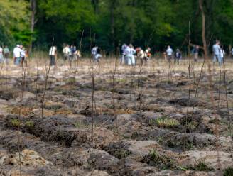 Een dagje niet naar kantoor, maar de modder in om het ‘cadeau’ te planten voor jarig Landgoed De Utrecht