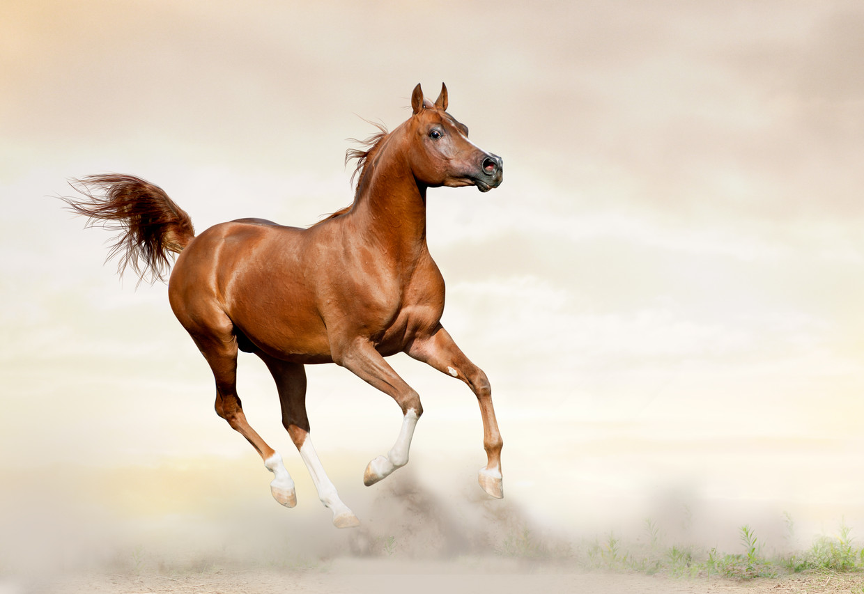 Conserveermiddel jaloezie Junior Hoe het paard het paard werd | De Volkskrant