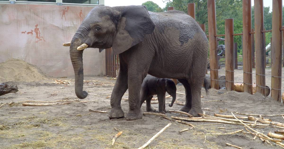 Nouvelles De Bebe Au Zoo D Ouwehands L Elephant Duna Donne Naissance A Un Fils Interieur Nouvelles Du Monde