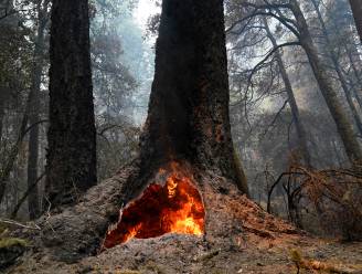Sequoia’s van 2.000 jaar in oudste staatspark van Californië blijven dan toch overeind na zware bosbranden