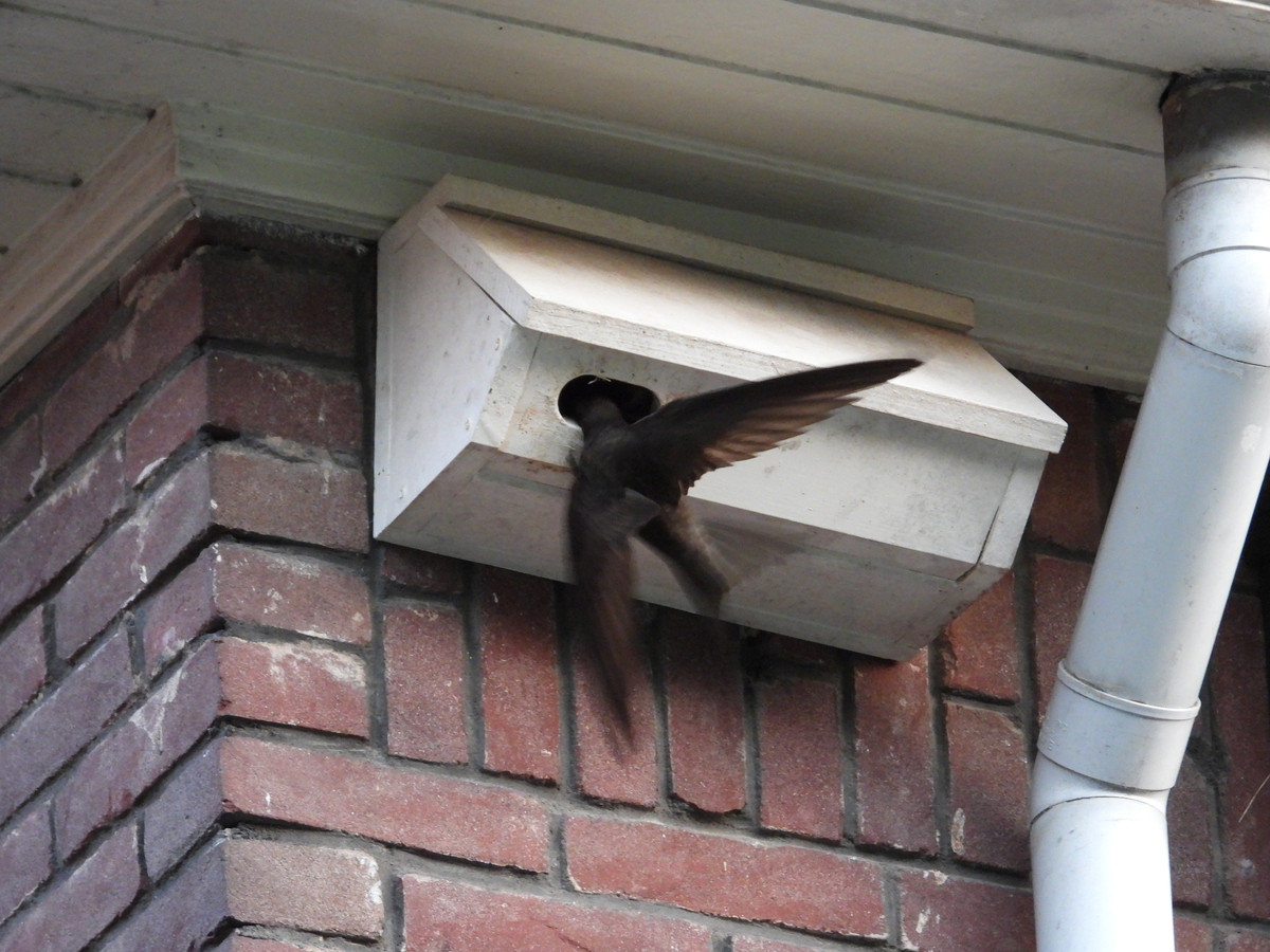 De gierzwaluw heeft het zwaar: dit doet Utrecht om de mysterieuze vogel ...