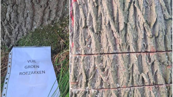 Vandalen zagen in drie bomen van eeuw oud en laten boodschap achter: “Vuil groen rotzakken”