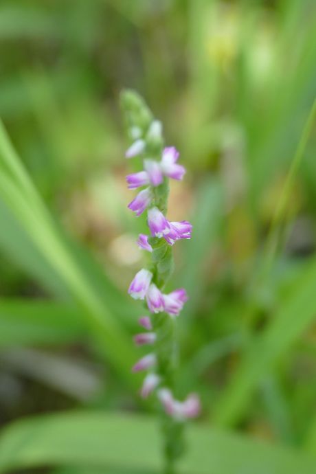 Une nouvelle espèce d'orchidée ressemblant à du verre découverte au Japon