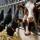 Albert Heijn wil vrijwel alleen nog rundvlees uit Nederland in de schappen