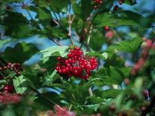 November is in de tuin de maand van bessen en bottels, die soms naar zweetvoeten ruiken