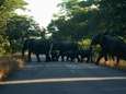 Olifanten uit nationaal park Zimbabwe massaal op weg naar Botswana door watergebrek