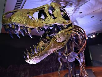 Was de Tyrannosaurus rex niet de enige van zijn soort?