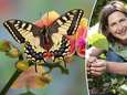  “In tuinen met veel variatie worden tot vijf keer meer vlinders gespot”: tuinexperte legt uit hoe je vlinders lokt