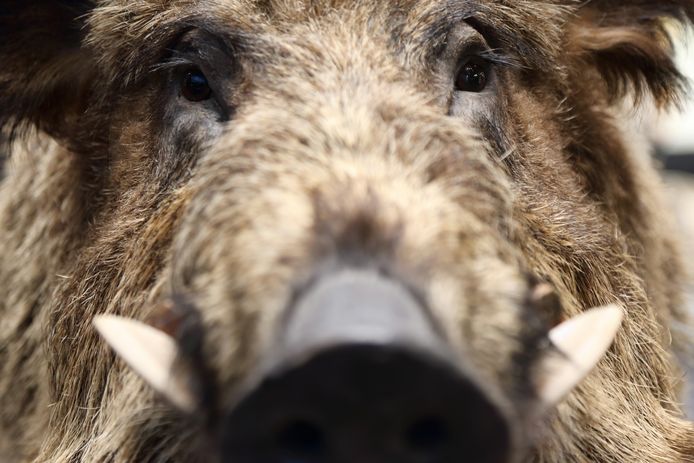 Medewerkers van een bedrijf in Eersel schrokken zich een hoedje toen zij ineens oog in oog stonden met een wild zwijn.