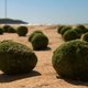 Wat weten we over de mysterieuze groene ballen die stranden overspoelen?