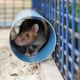 Ratten met een rugzakje worden opgeleid om mensen onder het puin op te sporen