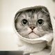 Hilarisch filmpje | dieren aan de voorjaarsschoonmaak