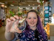 Nieuwe hype: vlinders en insecten in een glazen schaaltje