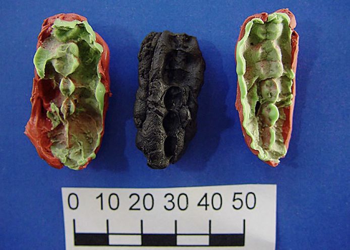 De oude 'kauwgom' bevat DNA van de mensen die erop kauwden én van wat ze aten.