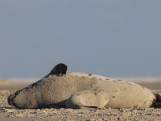 Zeldzaam beeld: klapmuts zoogt jong op Vlieland