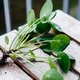 Pannenkoekplant stekken: zó doe je dat (met en zonder water)