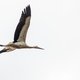 De ooievaar is terug, maar niet tot ieders genoegen: ‘Prachtige vogels maar ze schijten alles onder’