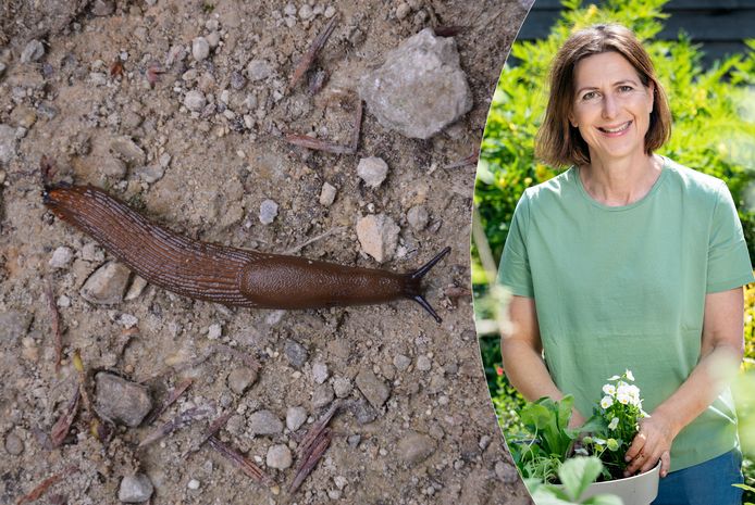 Laurence Machiels legt uit hoe je komaf maakt met vervelende slakken in je tuin.