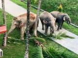 Trois éléphants saccagent un terrain de la police en Chine