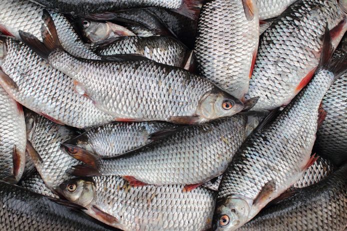 Eén op vijf mannelijke zoetwatervissen, zoals deze voorn, bleek in Groot-Brittannië verhoogde vrouwelijke kenmerken te hebben.