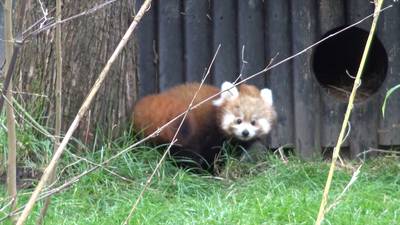 Rode panda's laten snoetjes zien in Blijdorp