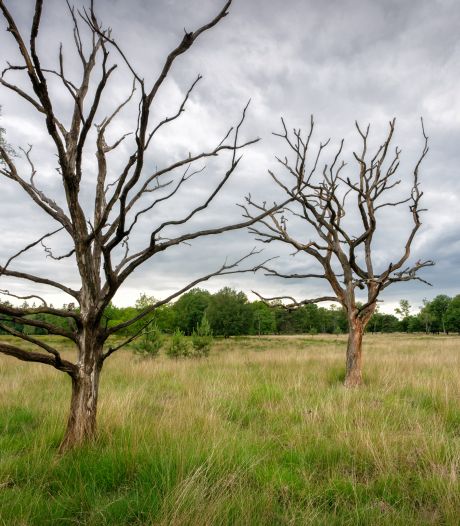 Brabantse natuur roept nog altijd om hulp, vooral zorgen om heide en eikenbossen