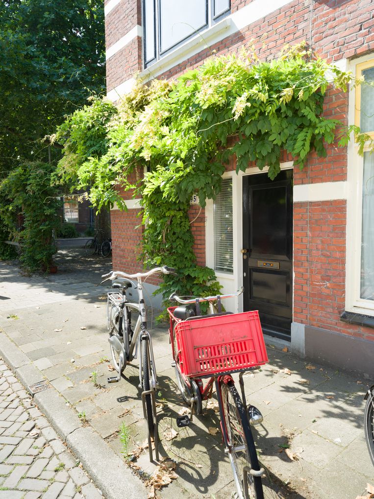 Een stadswoning met een klimplant aan de voorgevel. In buurten waar vaak GroenLinks wordt gestemd hebben opvallend veel huizen een blauweregen naast de voordeur. Beeld Ivo van der Bent