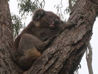 Kangaroo Island in Australië: dat is niet alleen kangoeroes, maar ook luie koala's en opgewonden zeehonden in het paarseizoen