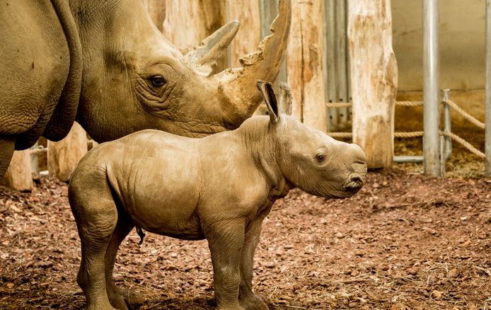 Wiesje, het neushoorntje dat in 2017 is geboren in Burgers' Zoo.