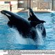 Mötley Crüe verbiedt SeaWorld muziek te gebruiken