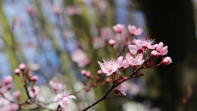 Familiebloesemdag in Kortenaken op zondag 16 april