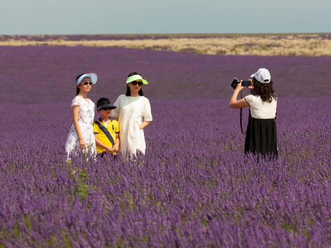 60.000 Chinezen in een lavendelveld: toerisme loopt spuigaten uit